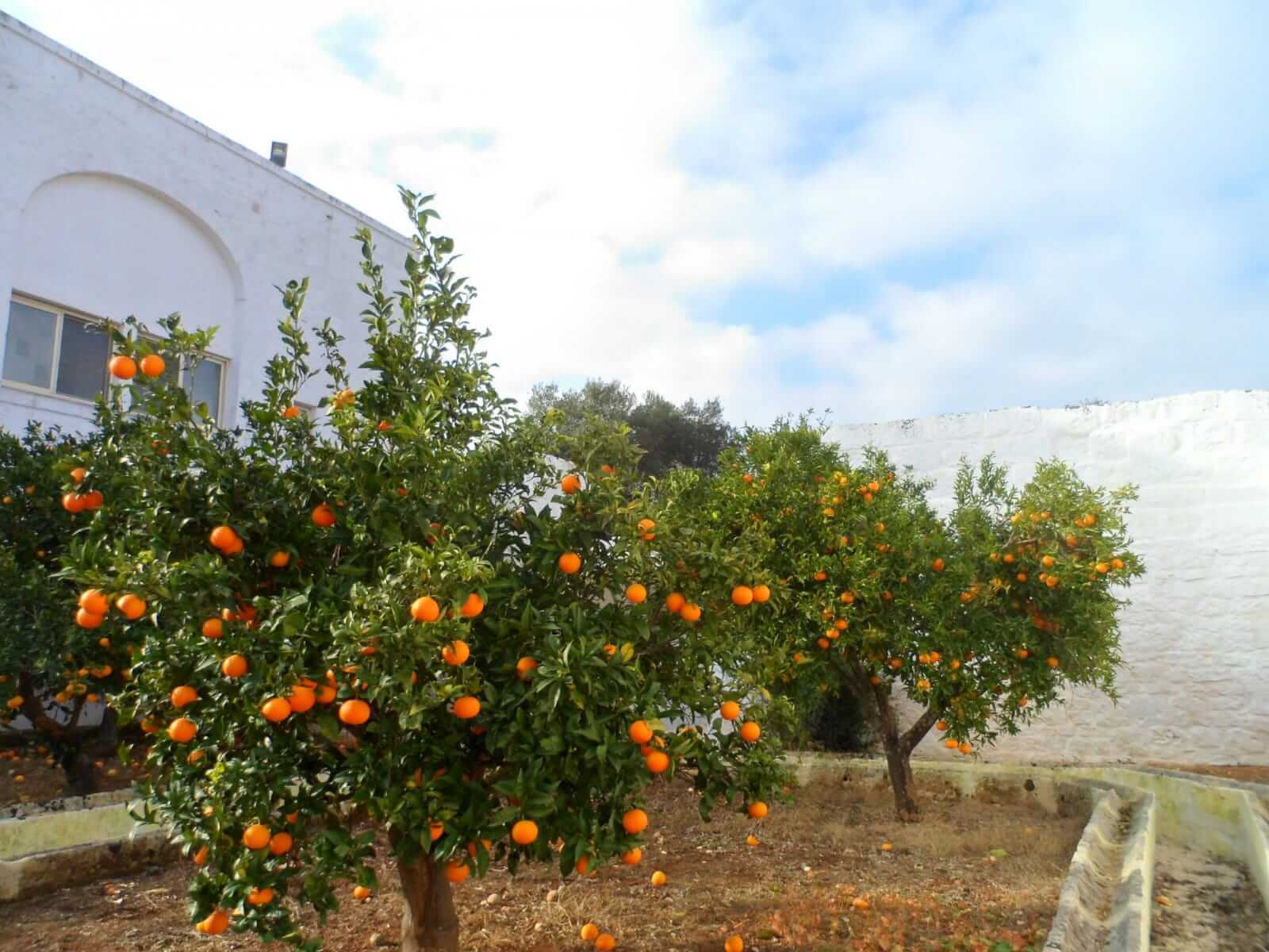 The oranges of Masseria Pugliese